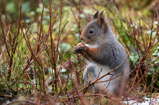 squirrels