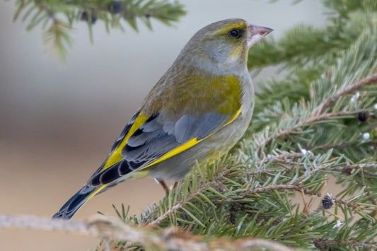 greenfinch