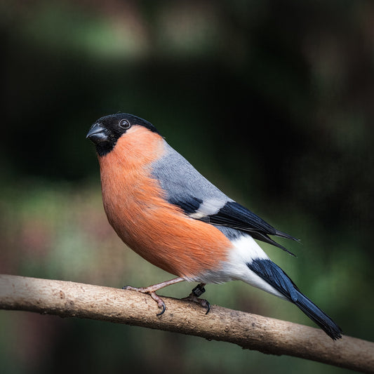 bullfinch