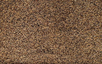 Johnston & Jeff Canary Light Show (No Rapeseed) 20kg - Free P&P