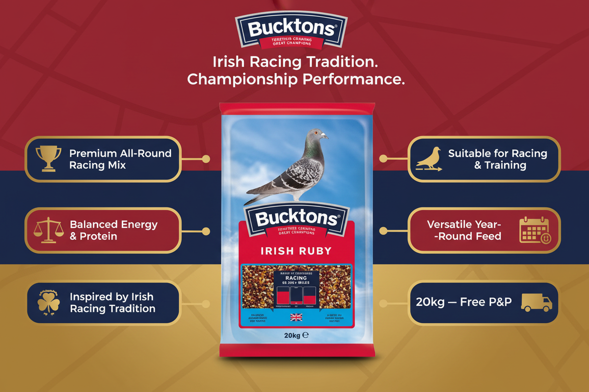 Bucktons Irish Ruby Infographic