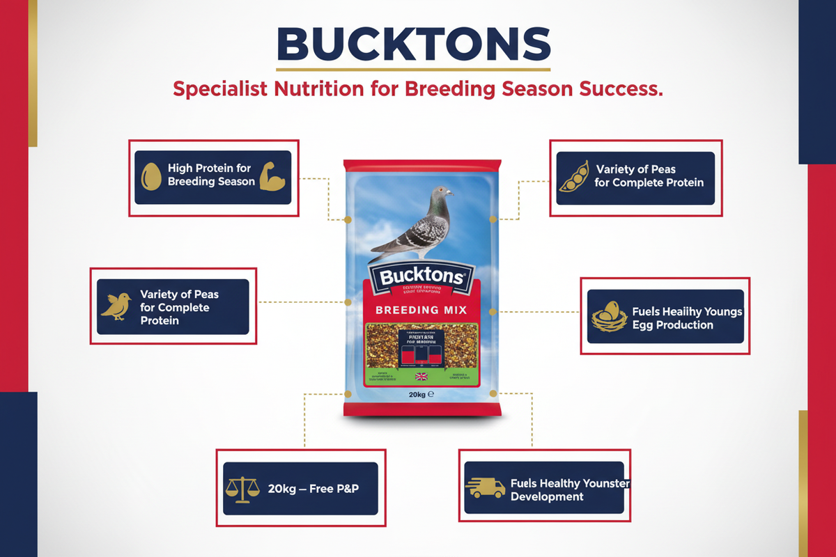 Bucktons Pigeon Breeding Mix Infographic