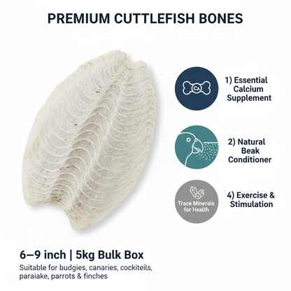 Cuttlefish Bones Infographic