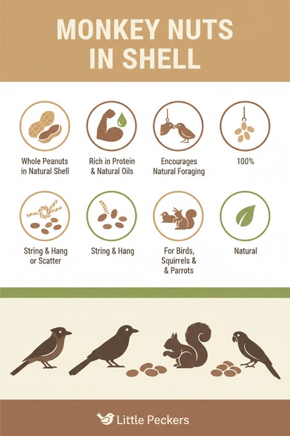 Monkey Nuts in Shell Infographic