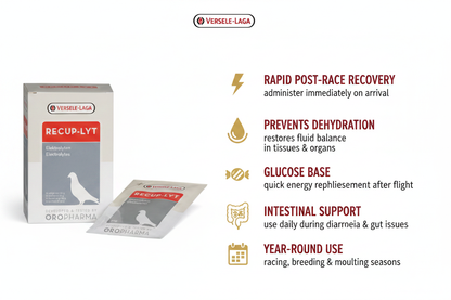 Versele-Laga Recup-Lyt Infographic