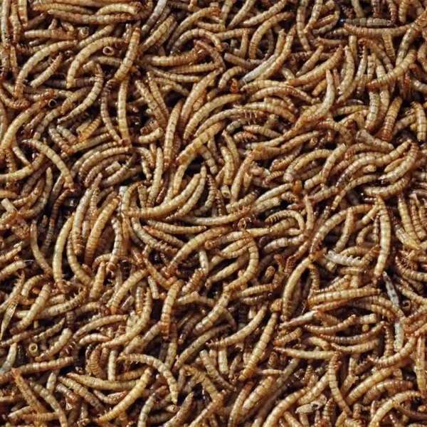 A close-up, top-down view of a dense pile of calciworms