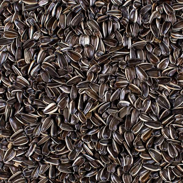 Johnston & Jeff Striped Sunflower Seed