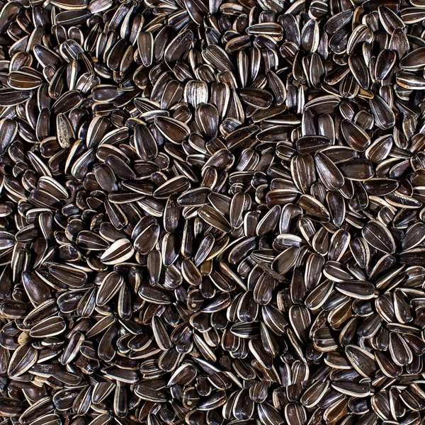 Johnston & Jeff Striped Sunflower Seed 10kg