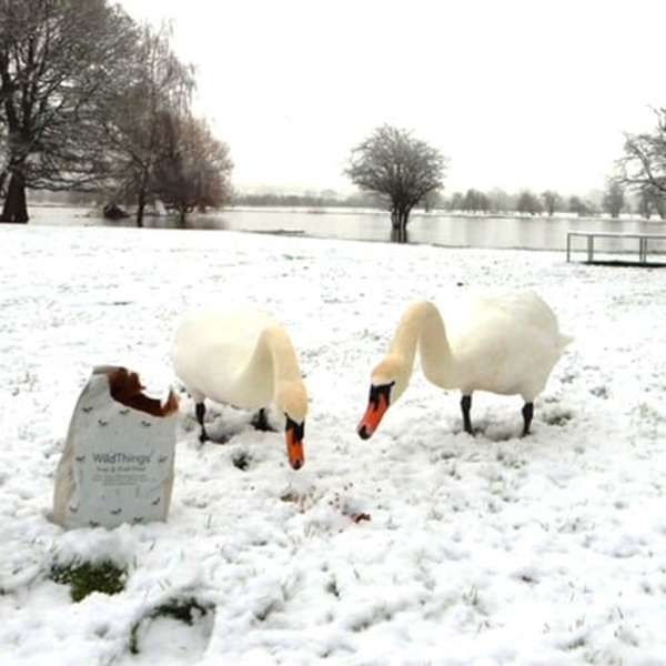 Wild Things Swan & Duck Food